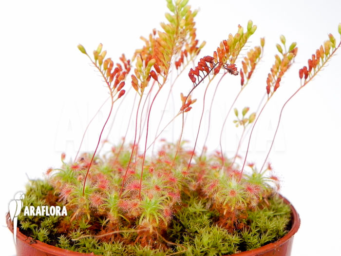 Drosera micrantha