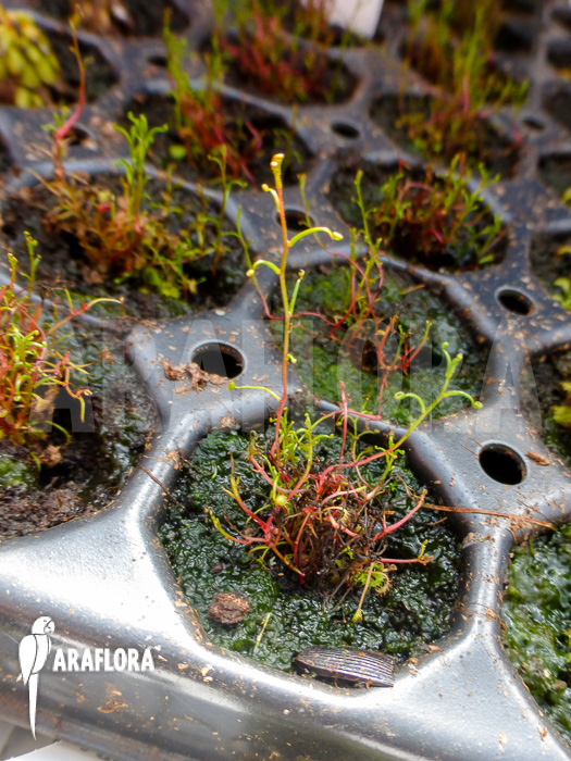 Drosera moorei