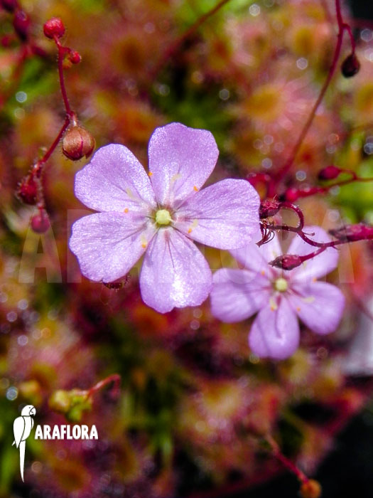 Drosera omissa ‘Flower’