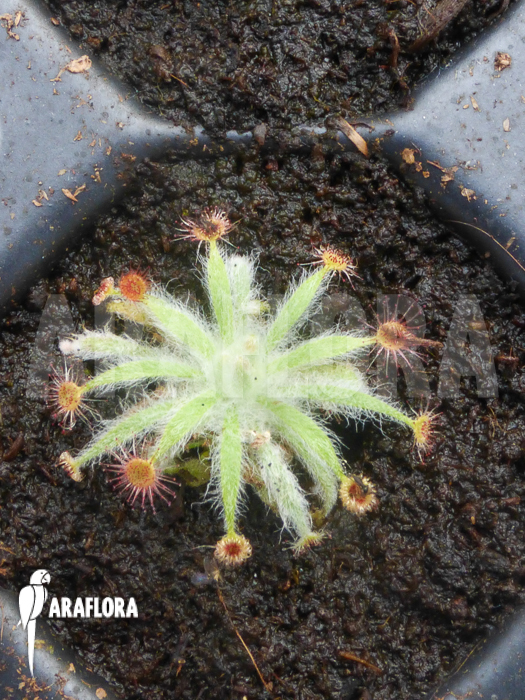 Drosera ordensis