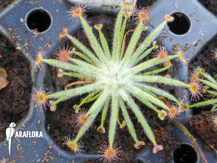 Drosera ordensis