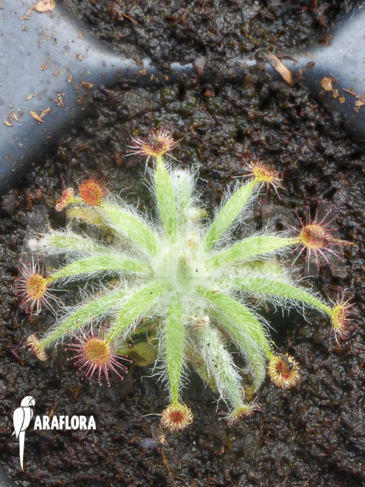 Drosera ordensis