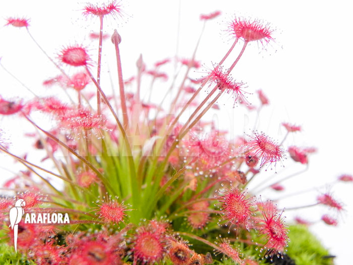 Drosera paradoxa