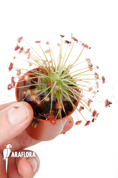 Drosera paradoxa &lsquo;S&rsquo;