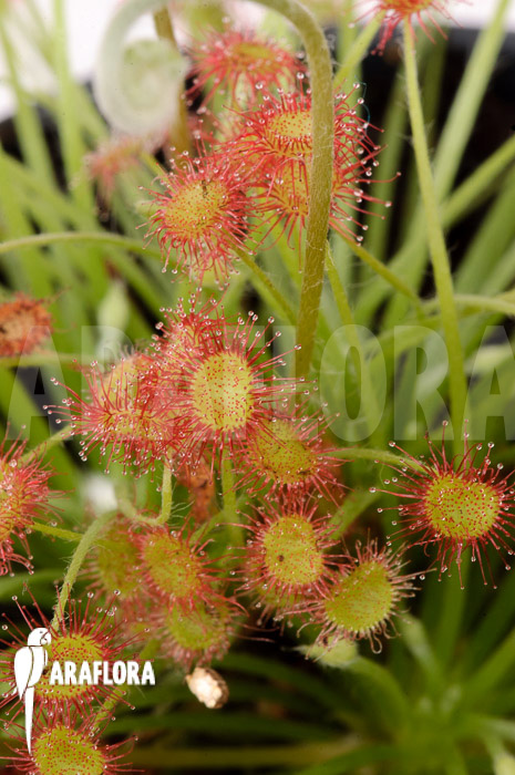 Drosera paradoxa &lsquo;S&rsquo;