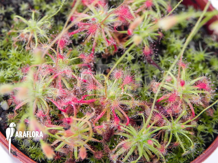 Drosera patens