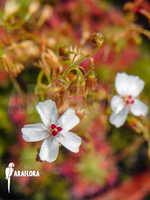 Drosera patens ‘Flower’