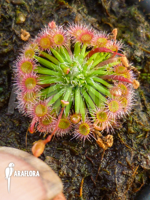Drosera pygmaea