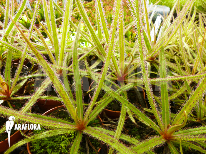 Drosera regia ‘Field’