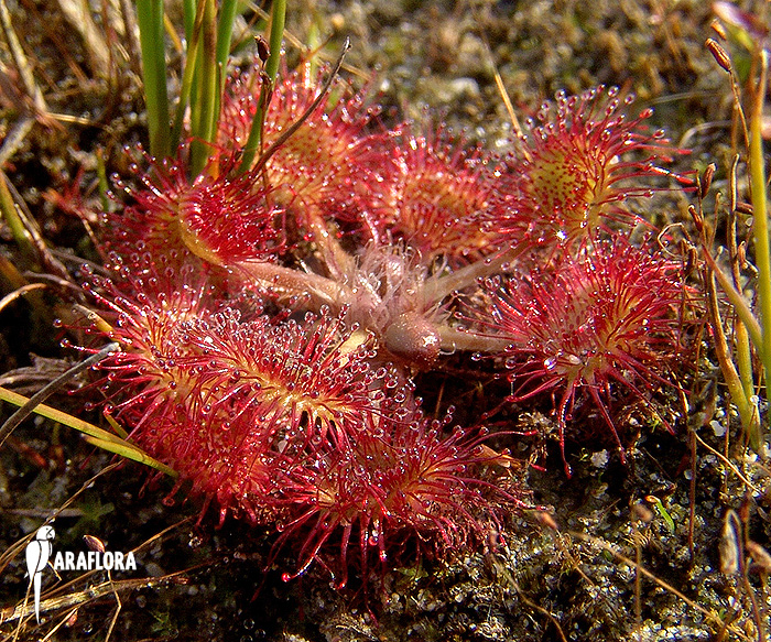 Drosera rotundifolia habitat