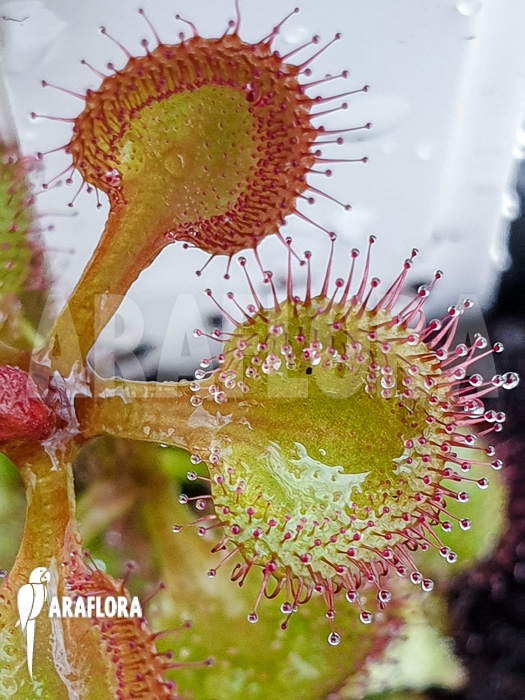 Drosera rupicola ‘S’