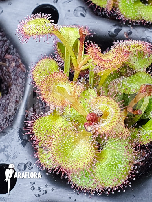 Drosera rupicola ‘S’