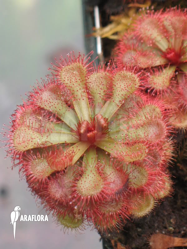 Drosera slackii ‘Narrow Leaf’