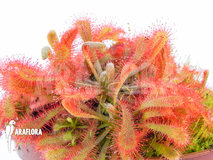 Drosera spatulata var lovellae