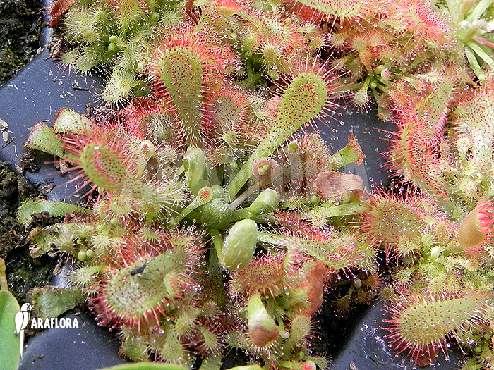 Drosera ultramafica