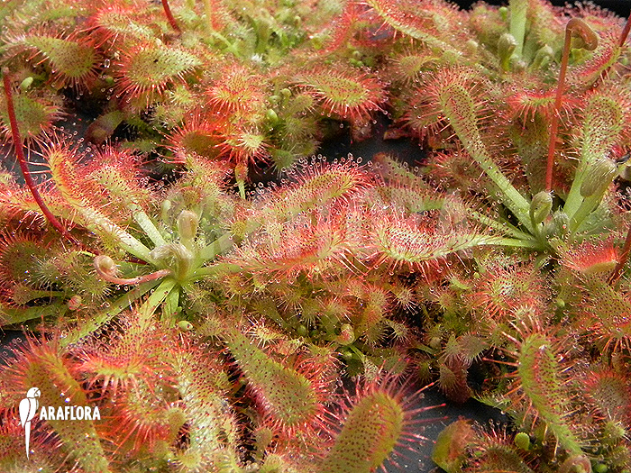 Drosera ultramafica