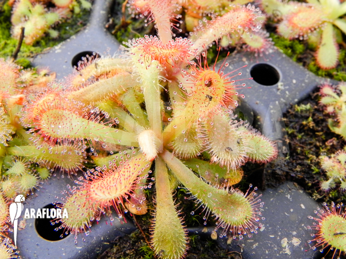 Drosera venusta