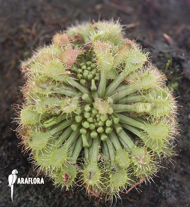 Drosera x capillaris x intermedia