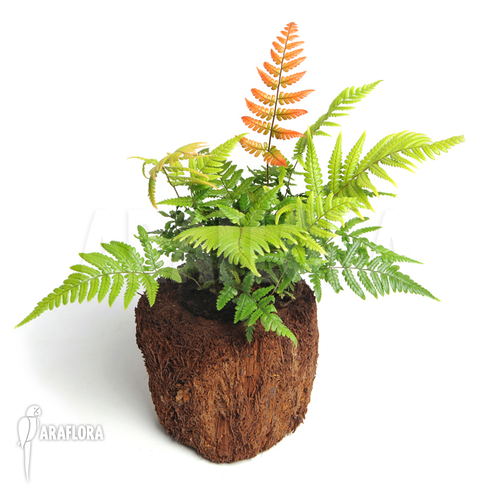 Dryopteris erythrosora