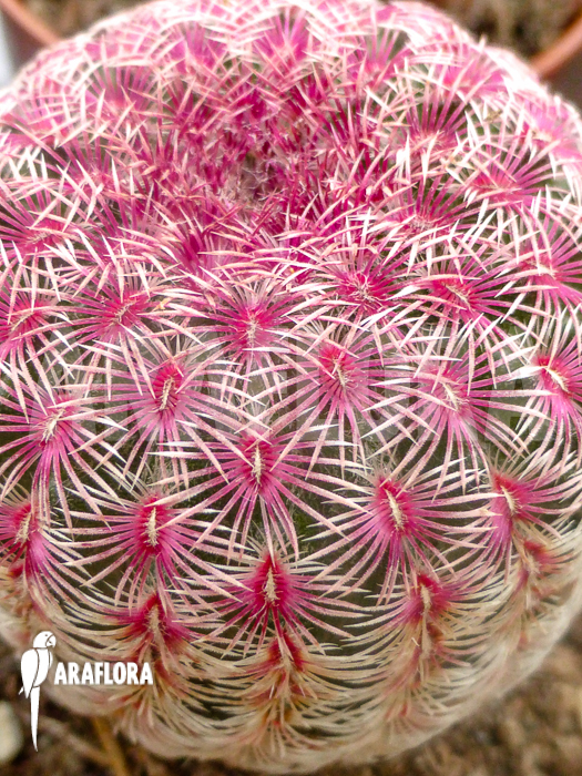 Echinocereus rigidissimus v. rubrispinus
