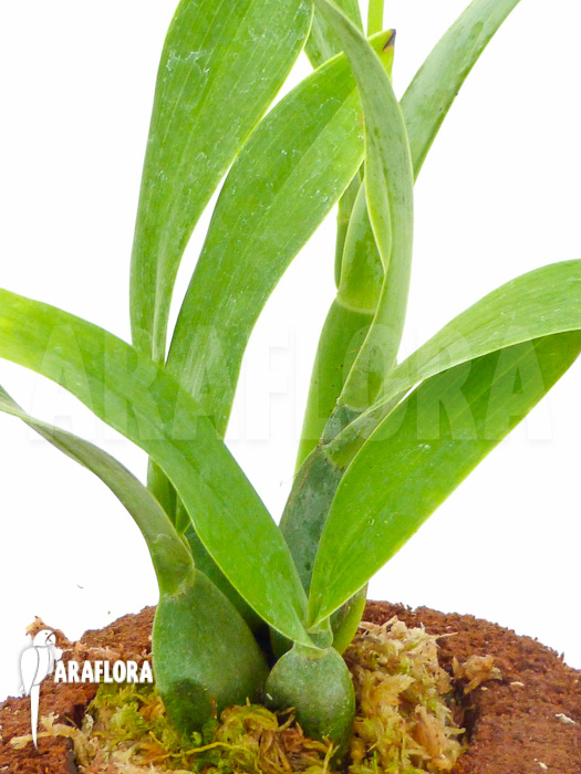 Encyclia vitellina flower