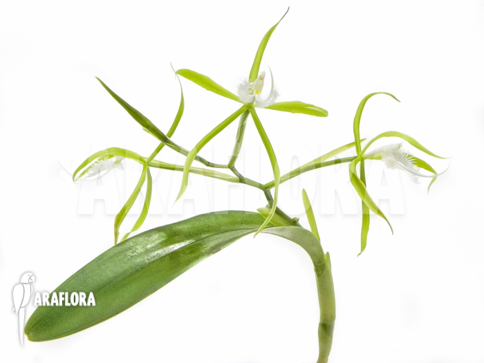 Epidendrum ciliare
