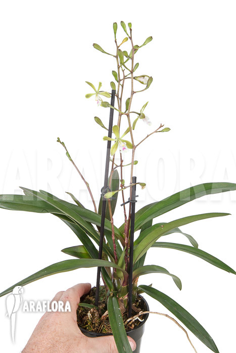 Epidendrum floribundum