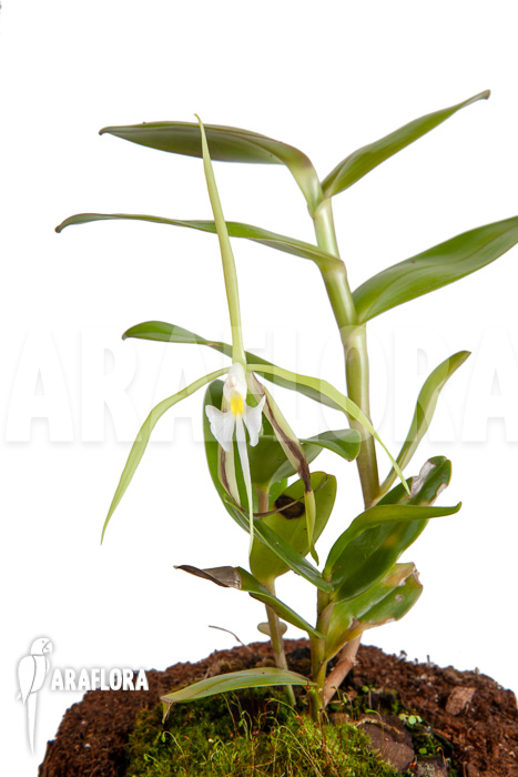 Epidendrum nocturnum