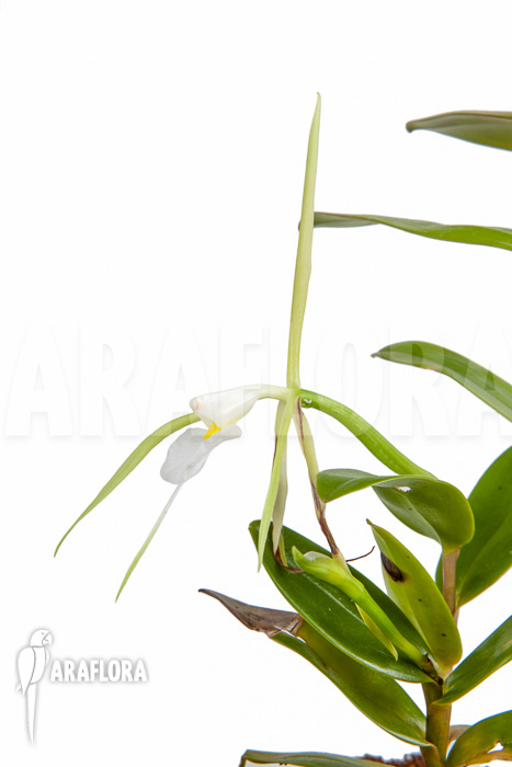 Epidendrum nocturnum
