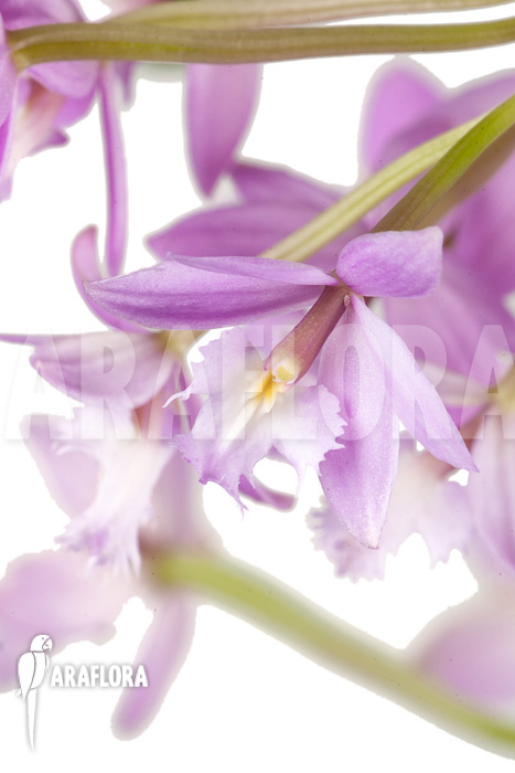 Epidendrum radicans ‘Pink’