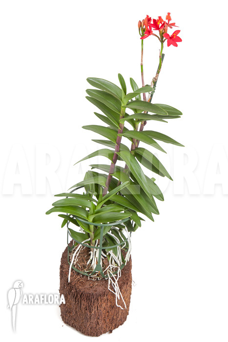 Epidendrum radicans ‘Red’