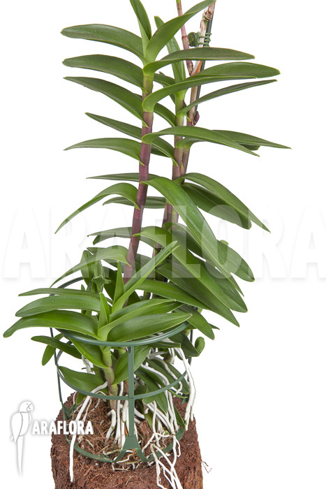 Epidendrum radicans ‘Red’