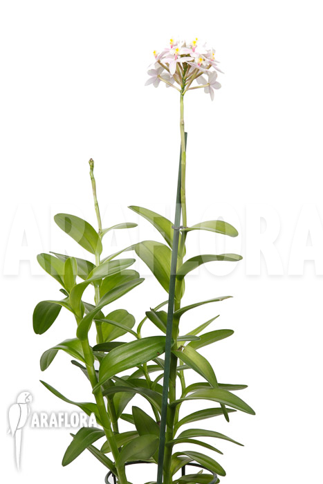 Epidendrum radicans ‘White-ish’