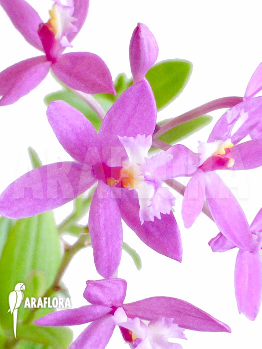 Epidendrum radicans violet