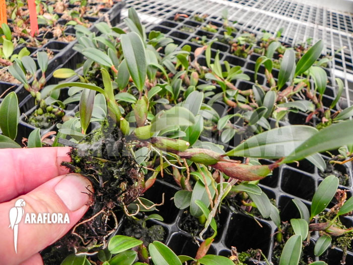 Epigeneium chapaense