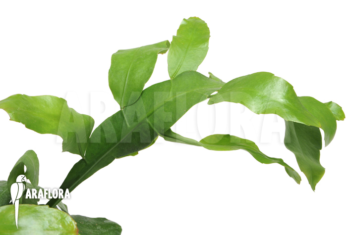 Epiphyllum oxypetalum