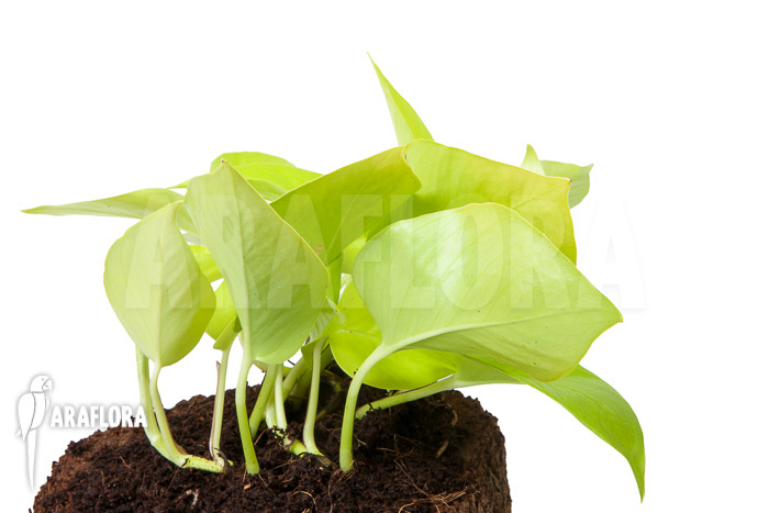 Epipremnum aureum Neon