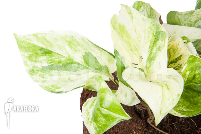 Epipremnum pinnatum &lsquo;Marble Planet&rsquo;