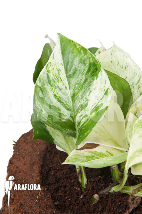 Epipremnum pinnatum &lsquo;Marble Planet&rsquo;