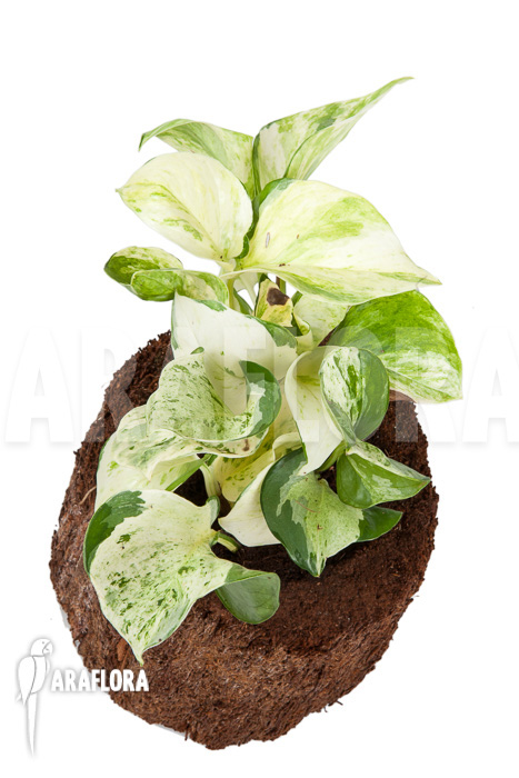 Epipremnum pinnatum &lsquo;Marble Planet&rsquo;