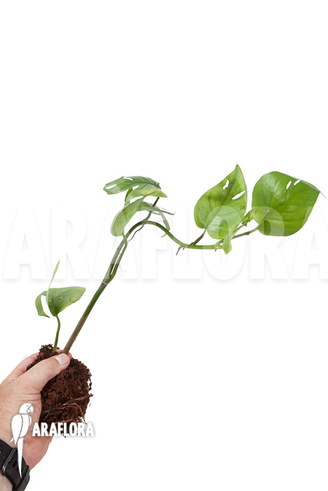 Epipremnum pinnatum Cebu Blue