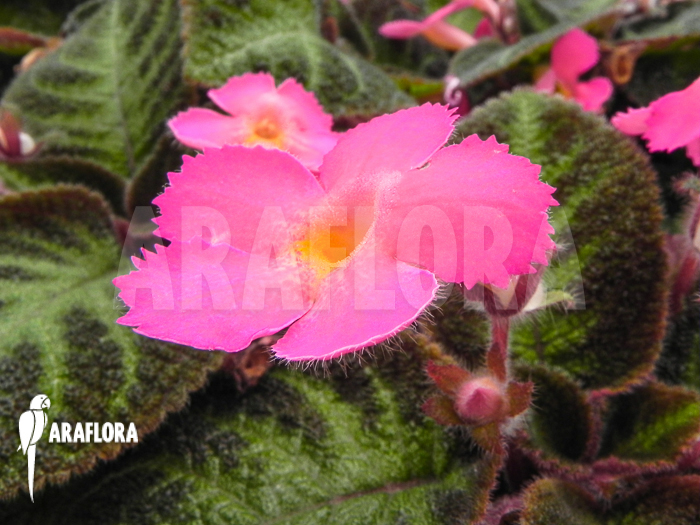 Episcia cupreata Pink Panther
