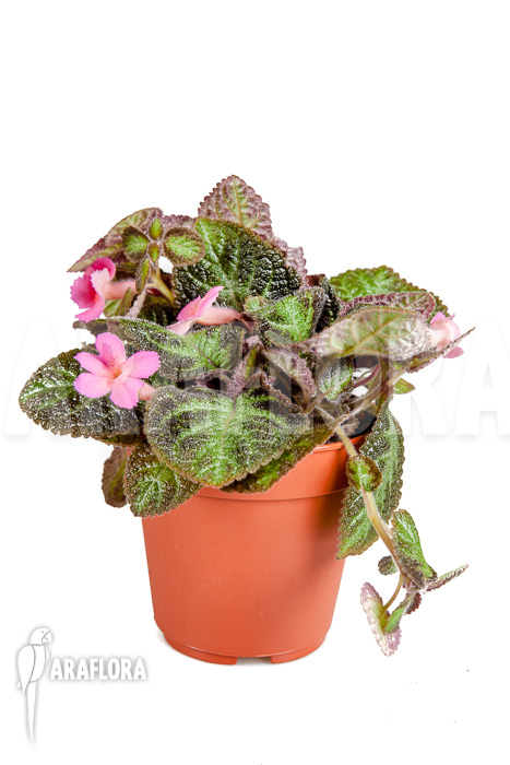 Episcia cupreata Pink Panther
