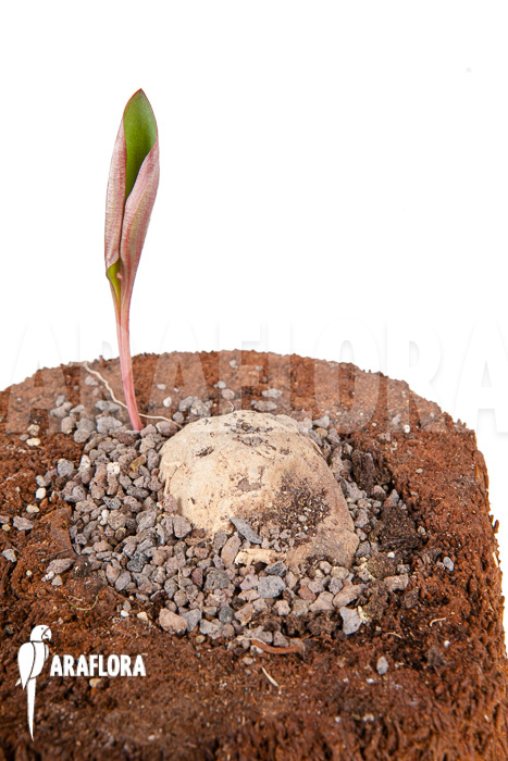Eriosperma cooperii &lsquo;L&rsquo;