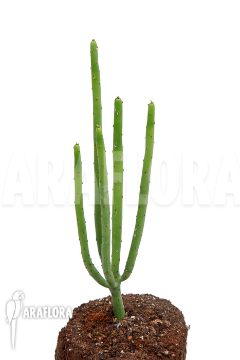 Euphorbia alluaudii