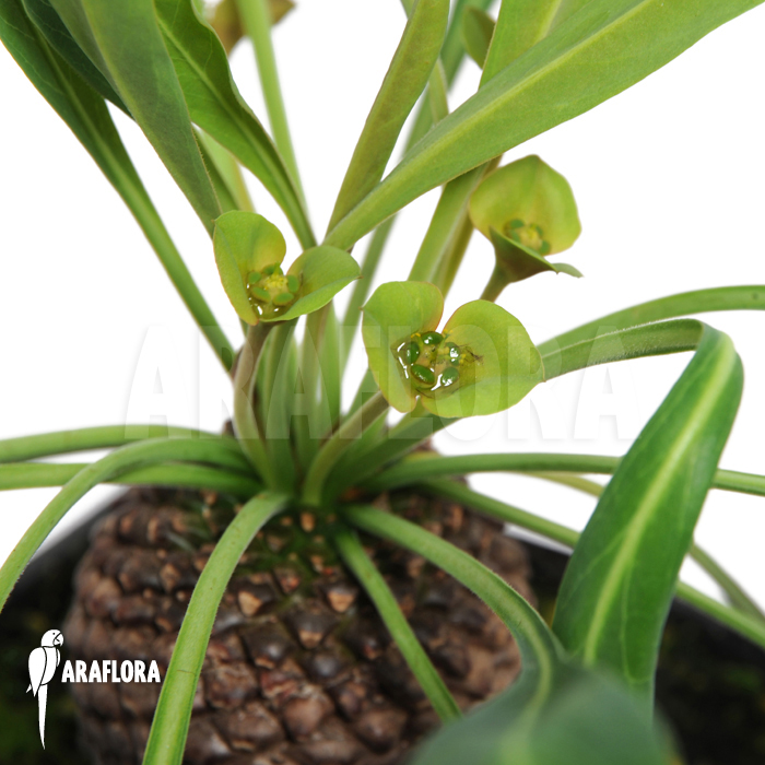 Euphorbia bupleurifolia