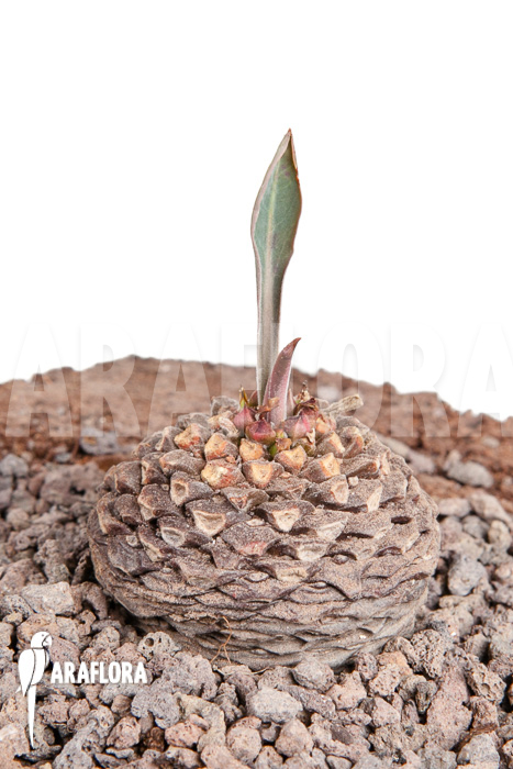 Euphorbia bupleurifolia ‘S’