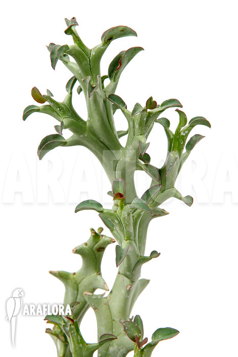 Euphorbia hamata ‘L’