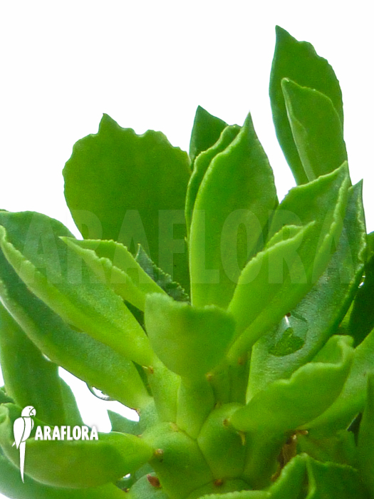 Euphorbia heteropoda