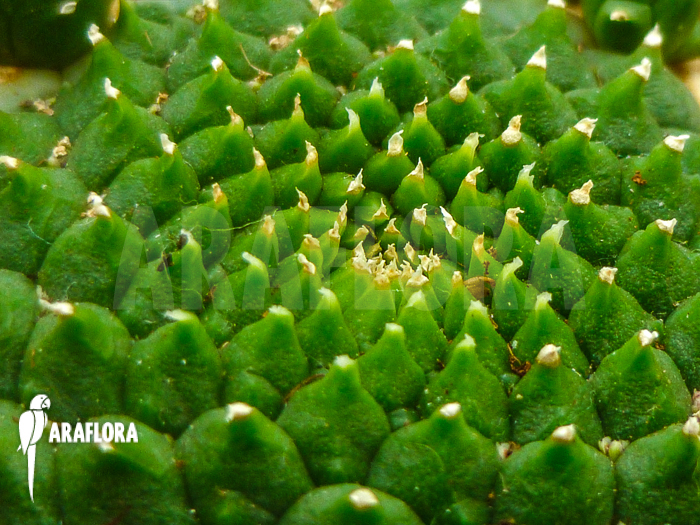 Euphorbia inermis